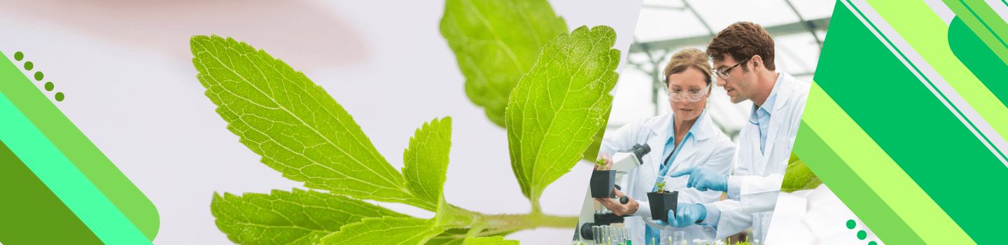 Monk Fruit Powder Header