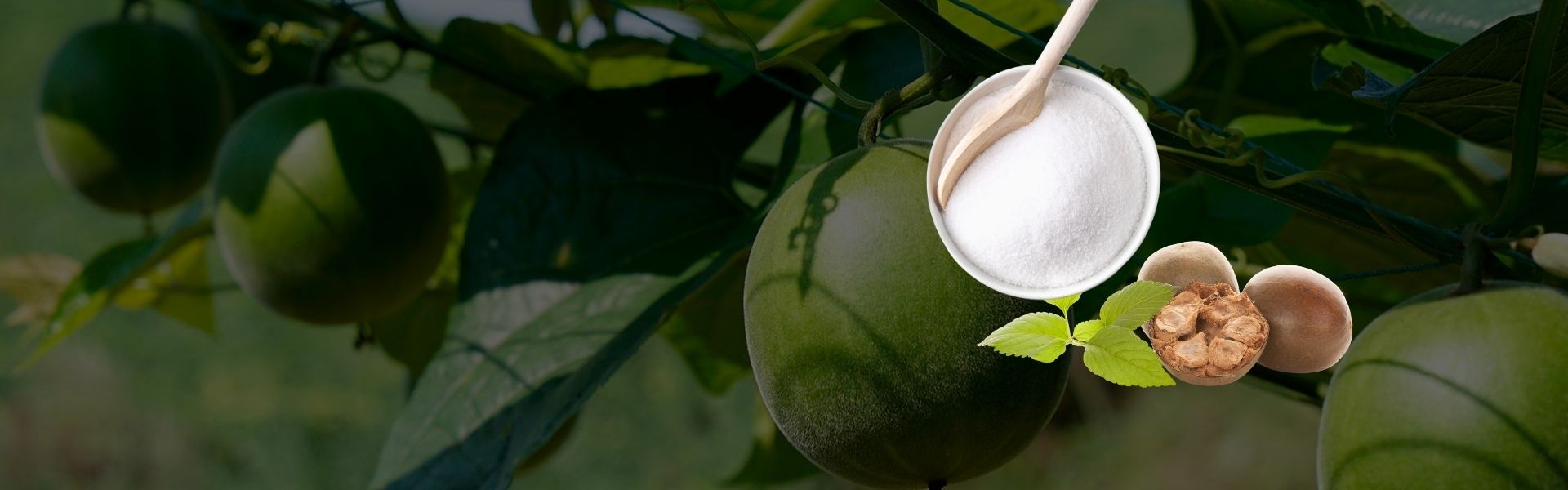 Premium Monk Fruit Extract Production