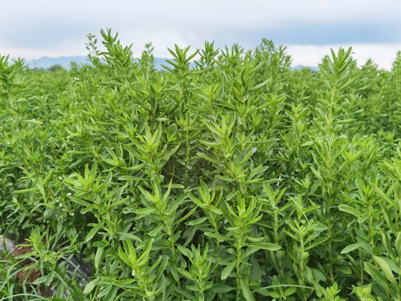 Industry-Leading Seedling Cultivation