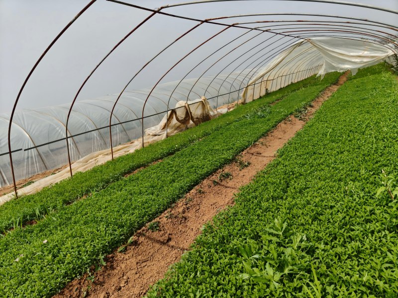 Extensive Cultivation Bases