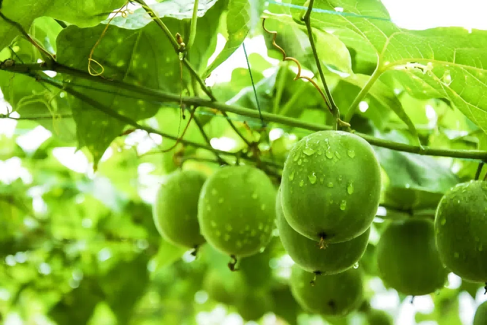 Monk Fruit Powder