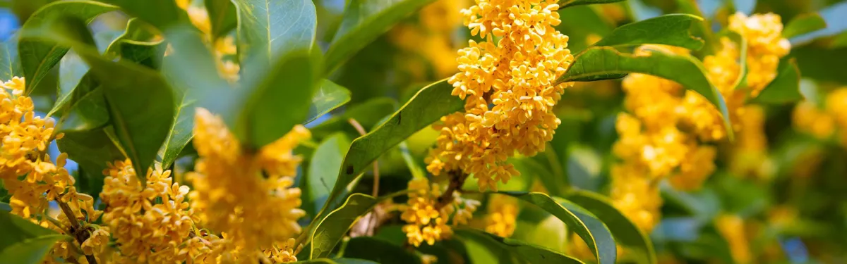 Nestled in a region renowned for rich botanical resources, we own a 25,000㎡ modern production facility, well-equipped for mass production of natural plant extracts, ensuring consistent supply and efficient OEM/ODM delivery.