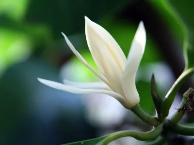 Flower Waxes