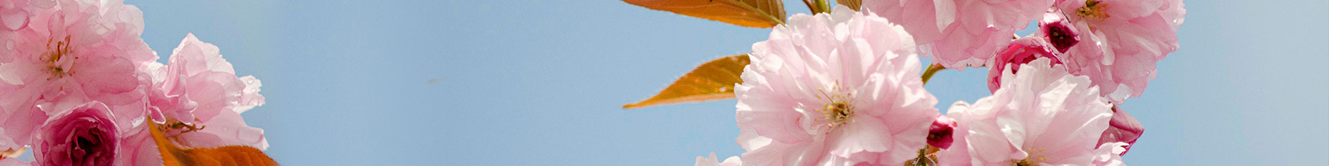 Page Header