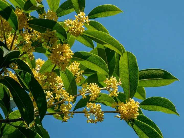 Abundant plant resources