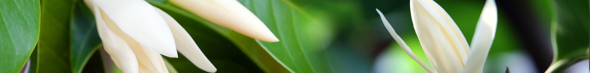 News Header