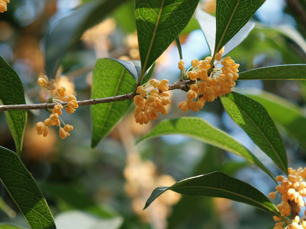 Natural Essential Oils