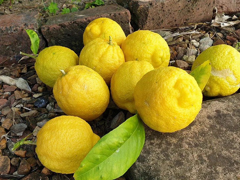 Yuzu Oil detail