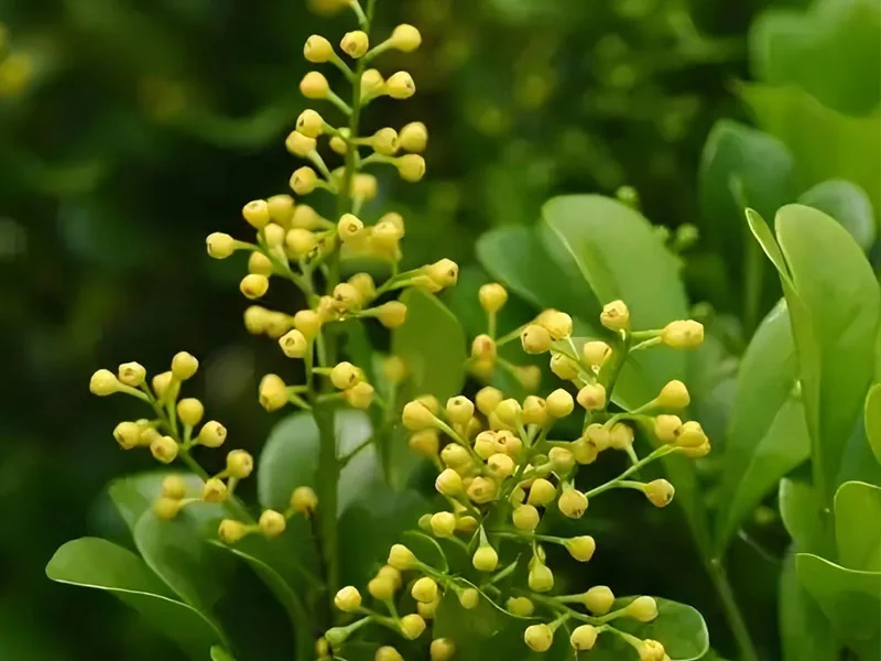 Aglaia Odorata Oil detail