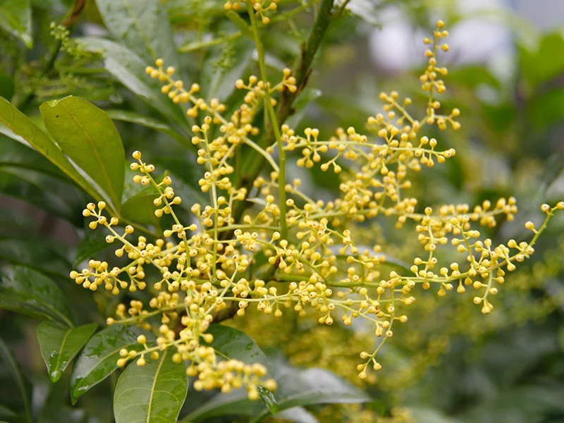 Aglaia Odorata Oil detail 2