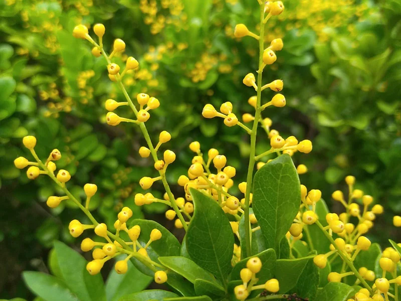 Aglaia Odorata Oil detail 3