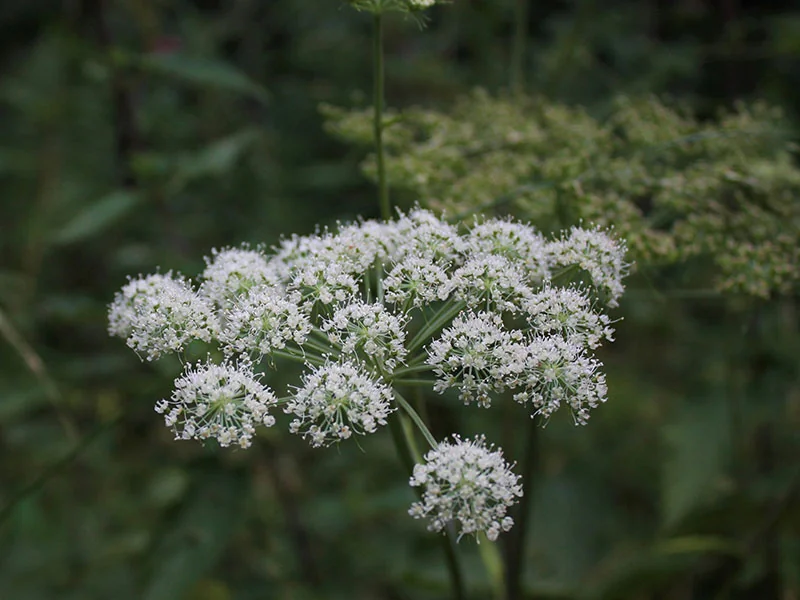 Angelica Essential Oil detail 3