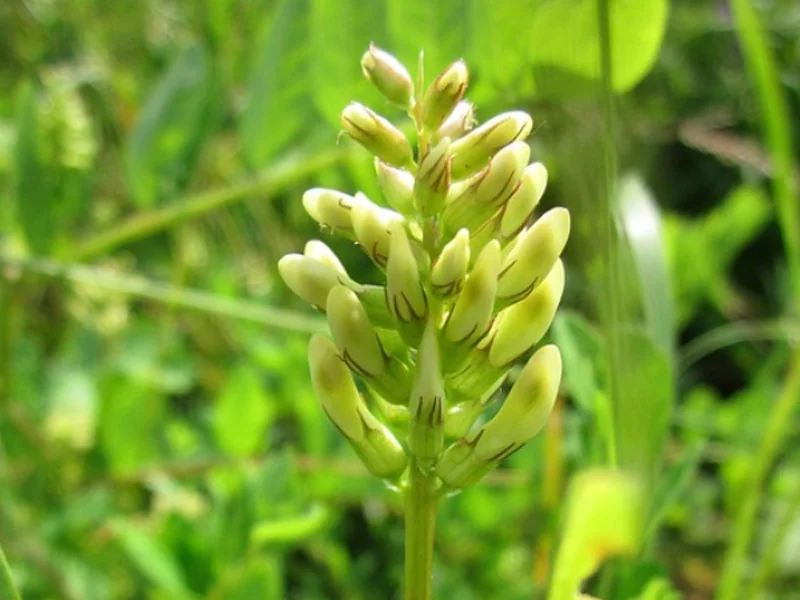 Astragalus membranaceus Essential Oil detail 3