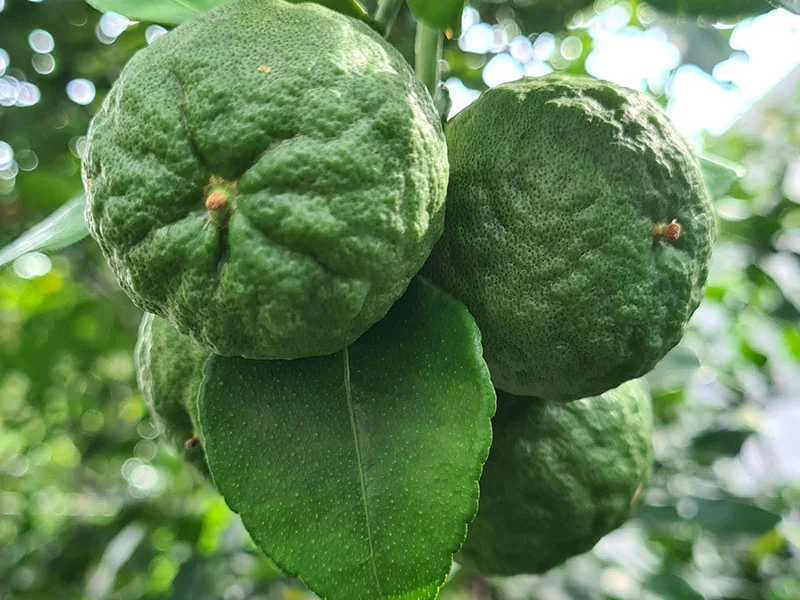 Bergamot Oil detail 2
