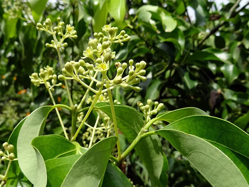 Cinnamon Bark Oil detail