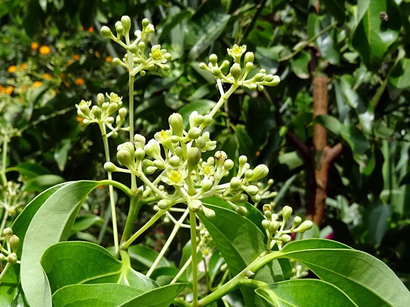 Cassia Oil