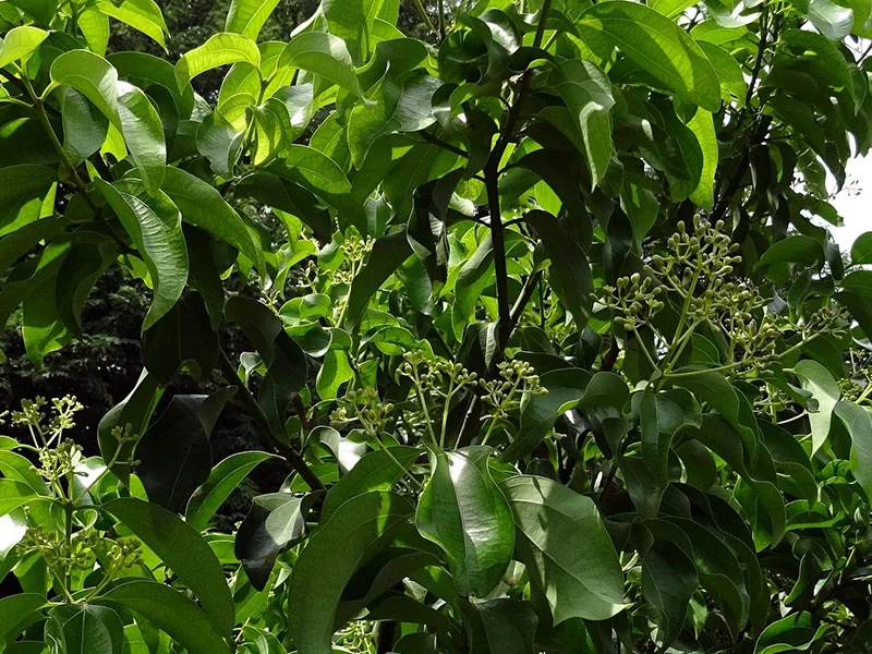 Cassia Oil detail 3
