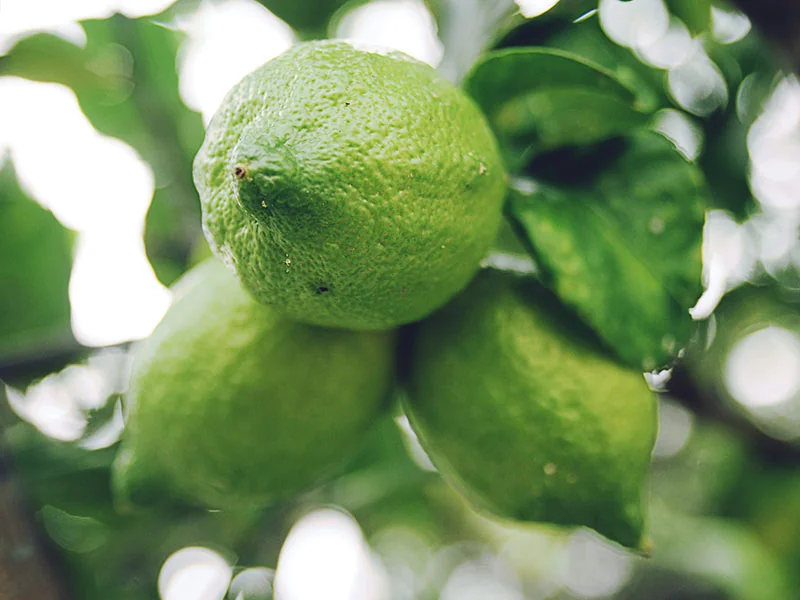 Citrus × limon Oil detail 3