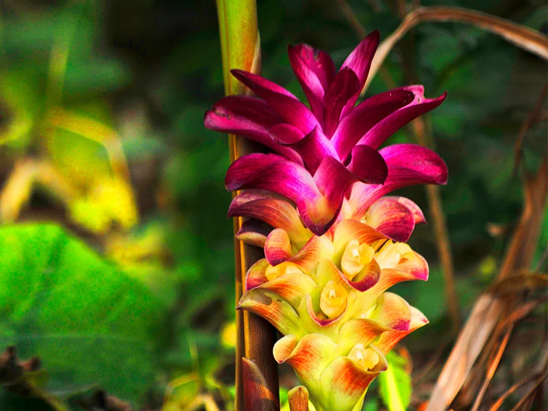 Curcuma zedoary Essential Oil detail 3