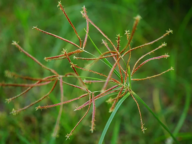 Cyperus Rotundus Oil detail