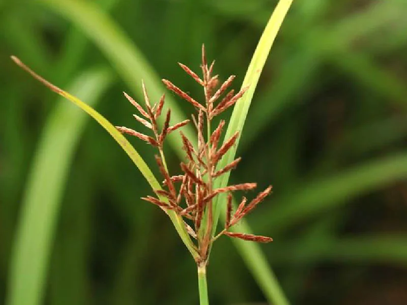 Cyperus Rotundus Oil detail 2