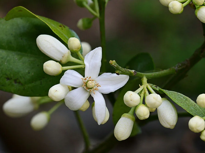 Dai-Dai Flower Oil detail