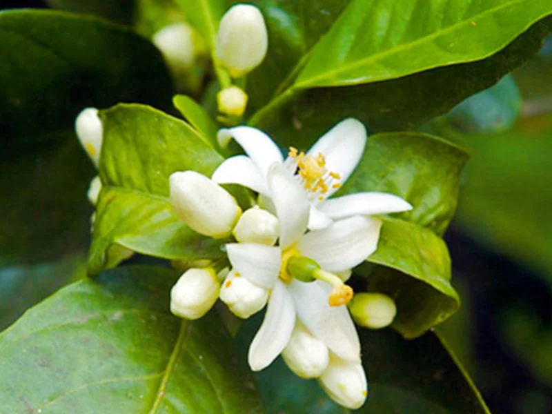 Dai-Dai Flower Oil detail 2