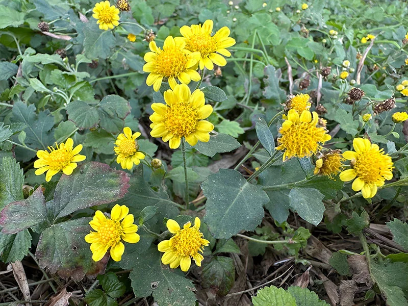 Shennong Chrysanthemum Oil detail