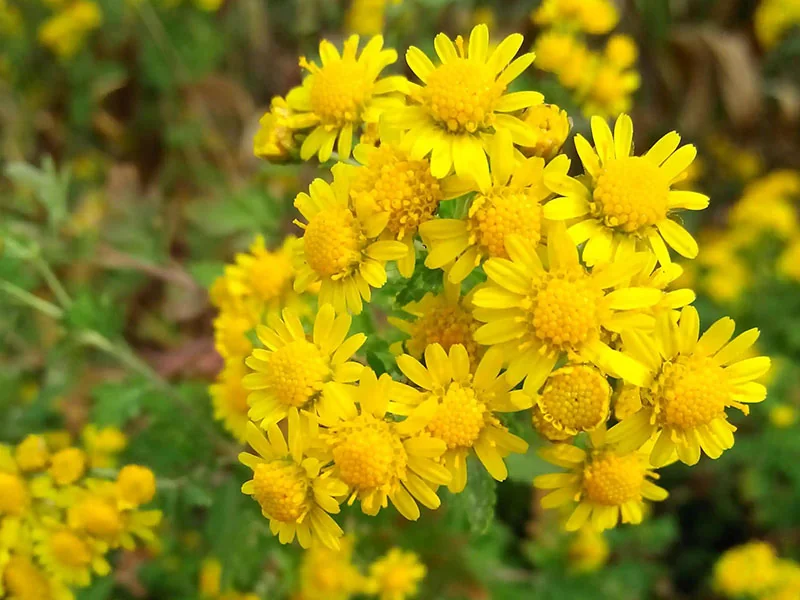 Dendranthema Indicum Oil
