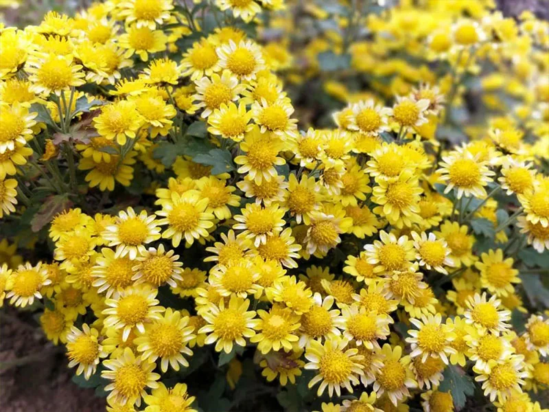 Dendranthema Indicum Oil detail 3
