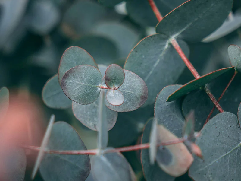 Eucalyptus Leaf Oil detail