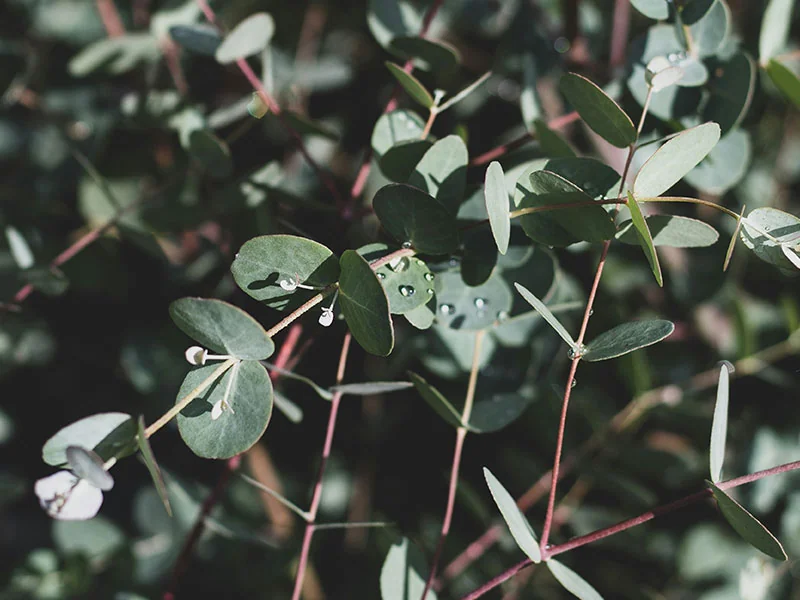 Eucalyptus Globulus Oil detail 2