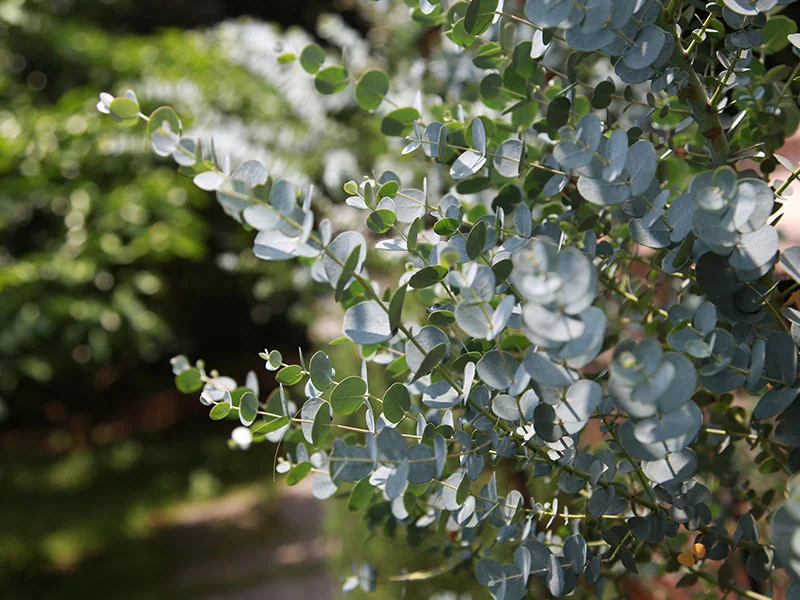 Eucalyptus Globulus Oil detail 3