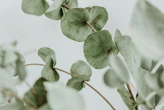 What Is the 1,8-Cineole Content Specification for Blue Gum Eucalyptus Oil, and How Do You Verify the 70–85% Range?