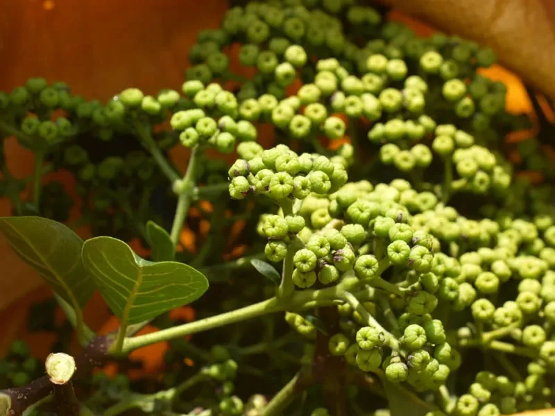 Evodia Fruit Oil detail