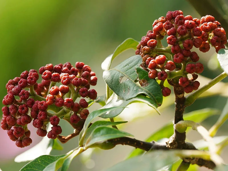 Evodia Fruit Oil detail 2