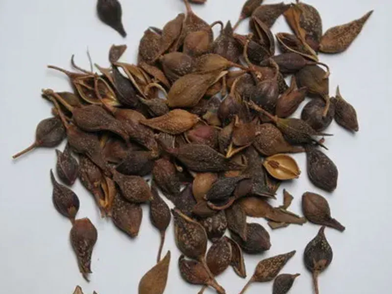 Forsythia Fruit Oil detail 2