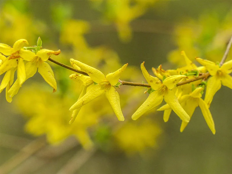 Forsythia Fruit Oil detail 3