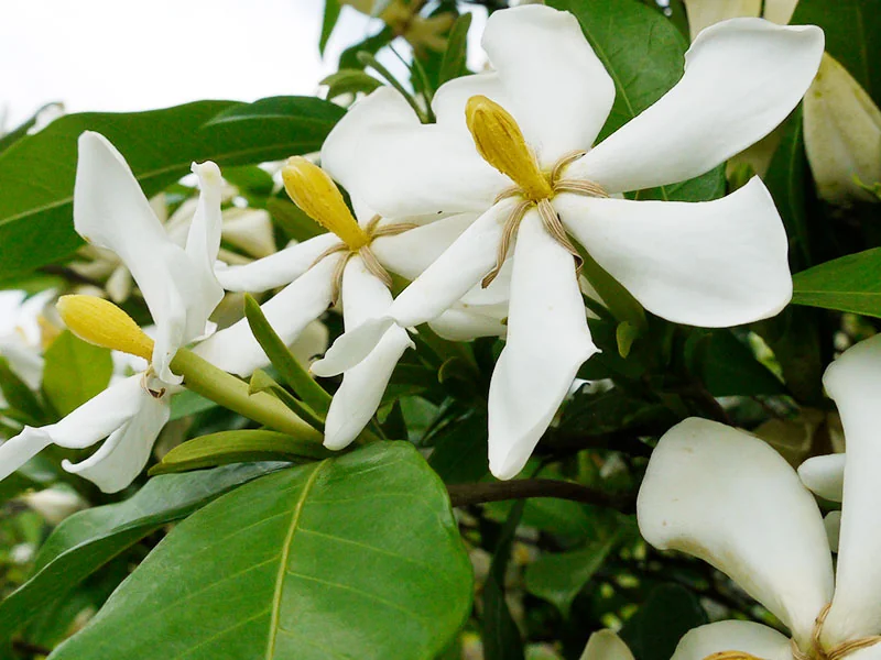 Gardenia Essential Oil detail