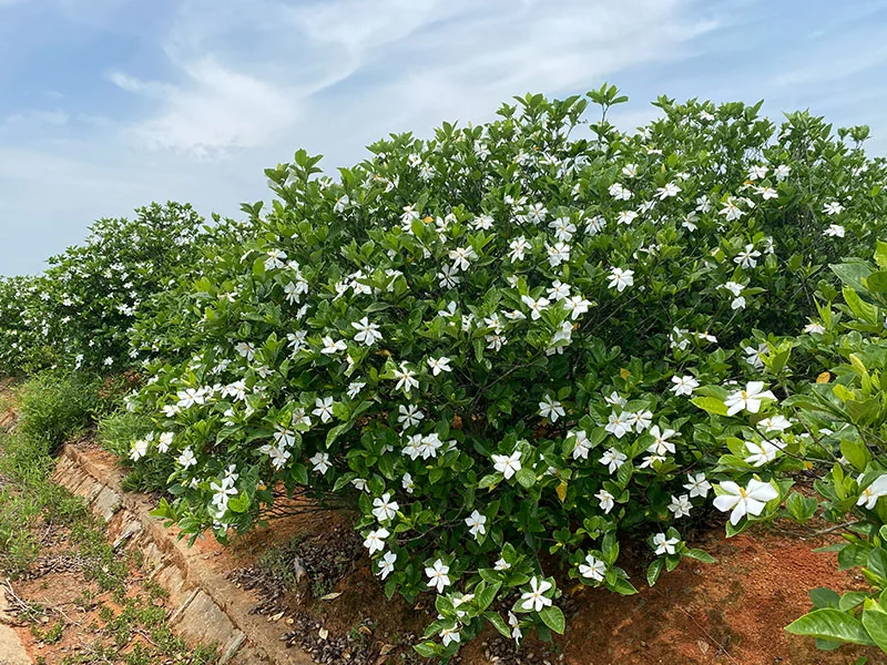 Gardenia Flower Wax bulk packing