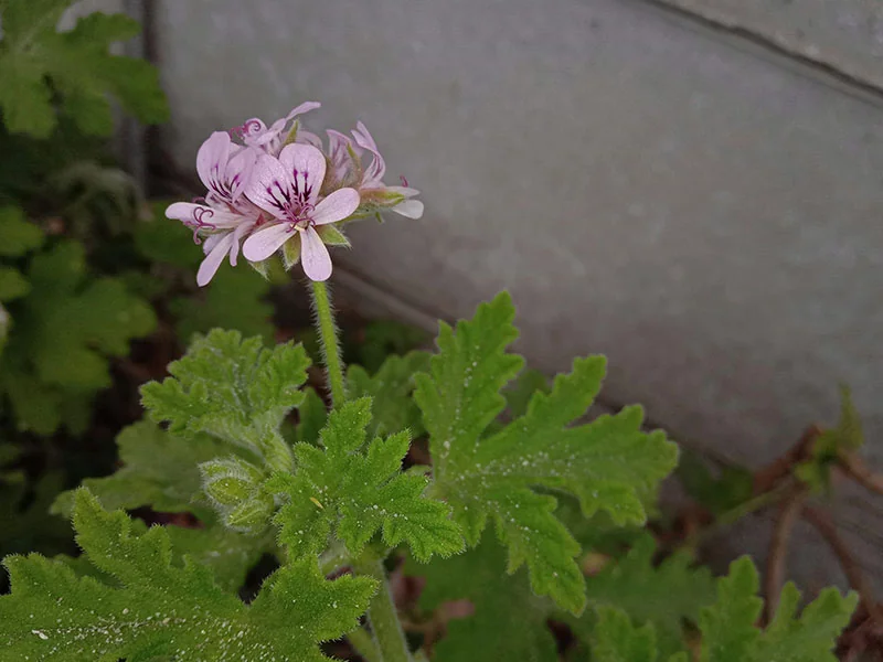 Geranium Oil detail