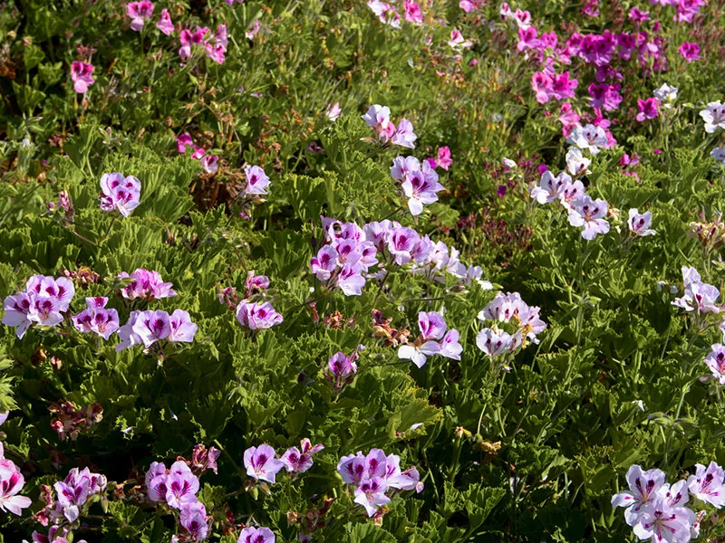 Geranium Oil detail 2