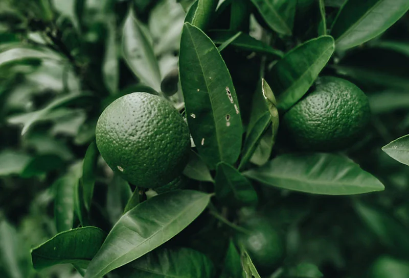 Green Mandarin Oil detail