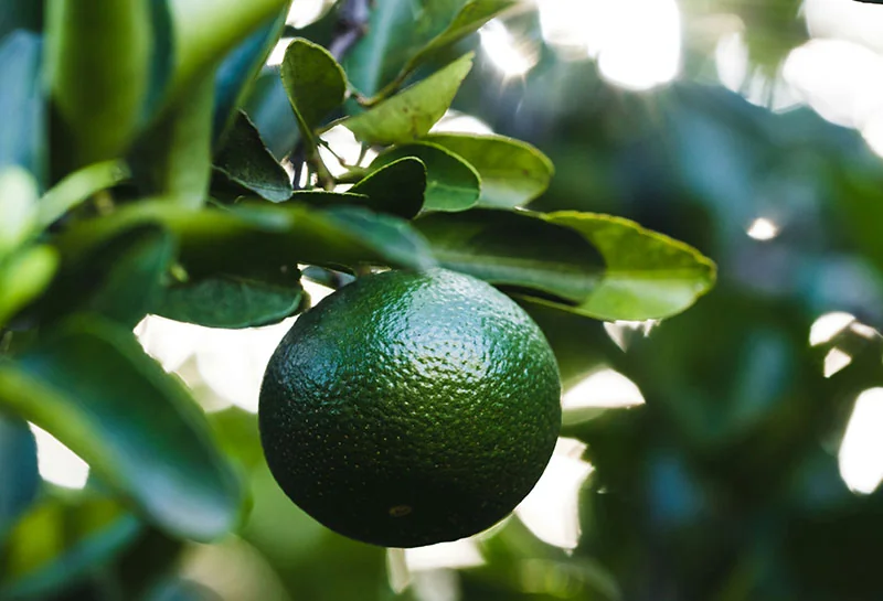 Green Orange Oil