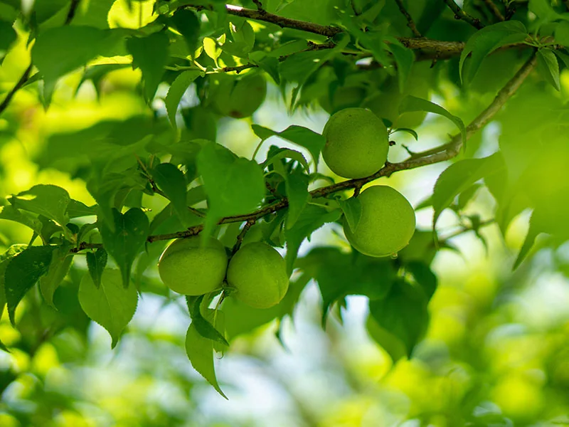 Green Plum Concrete detail