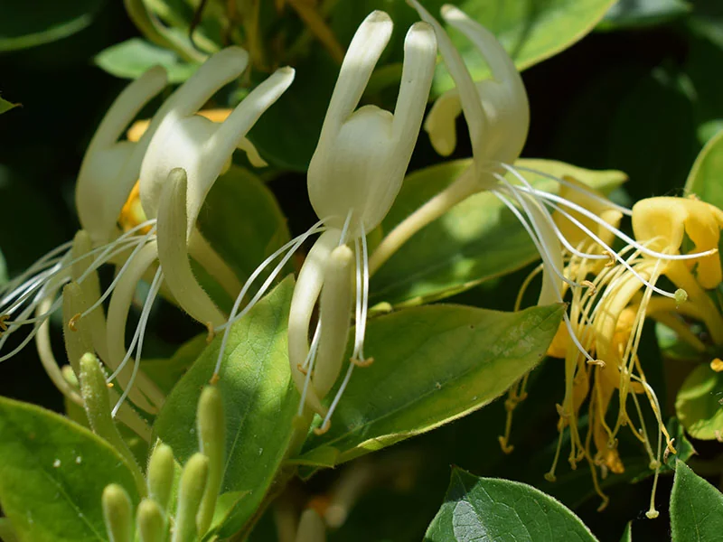 Honeysuckle Essential Oil detail