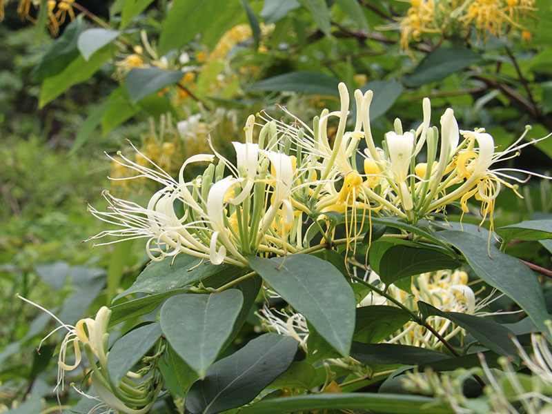 Honeysuckle Essential Oil detail 2