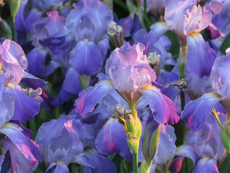 Iris Absolute