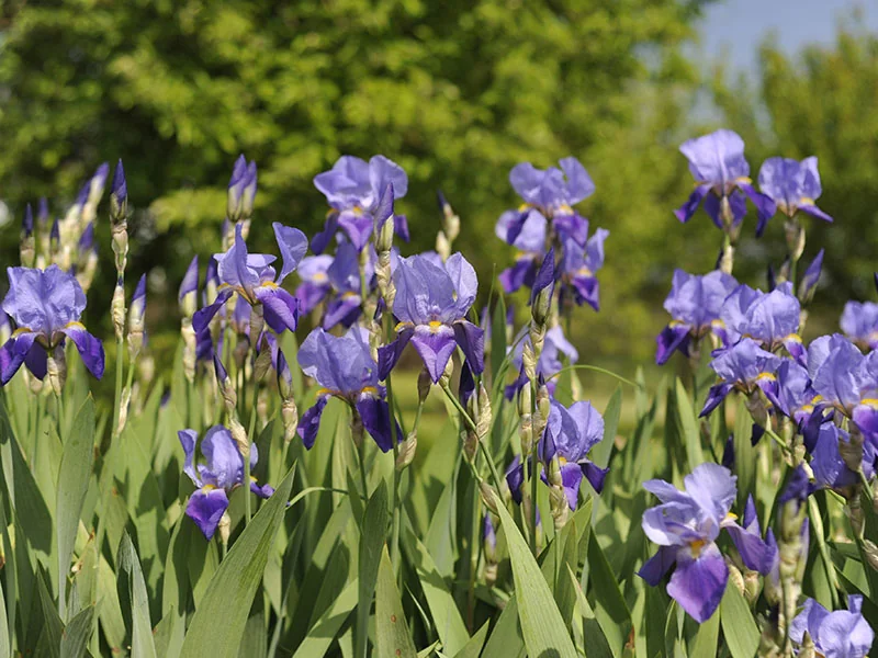 Iris Absolute detail 3