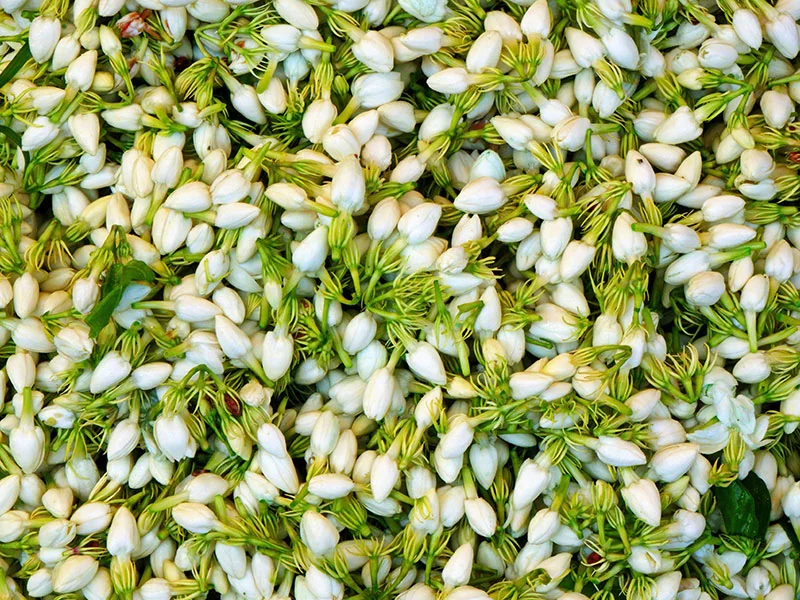 Jasmine Sambac Absolute detail